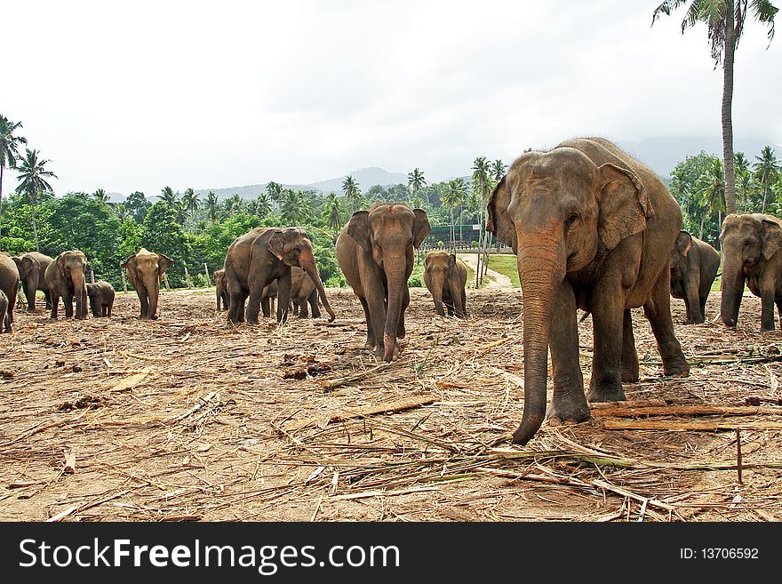 Flock of elephants in the wilderness near Pinnawela