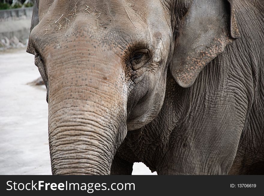Closeup of an elephant face. Closeup of an elephant face