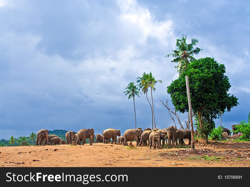 Flock of elephants in the wilderness near Pinnawela