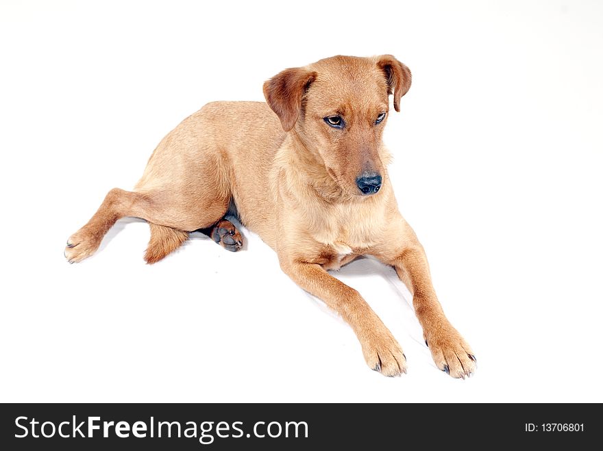 Portrait of cute pinscher dog