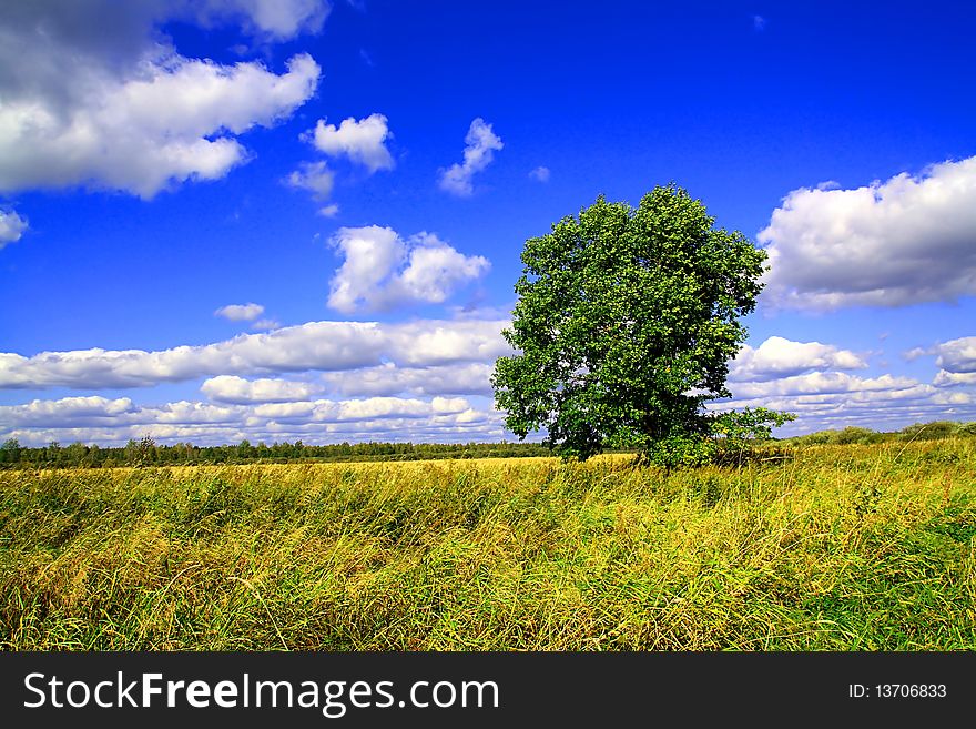 Oak On Field