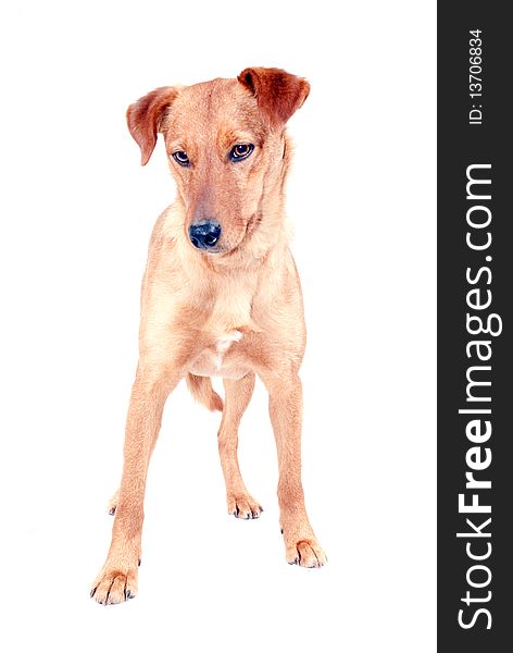 Portrait of cute pinscher dog
