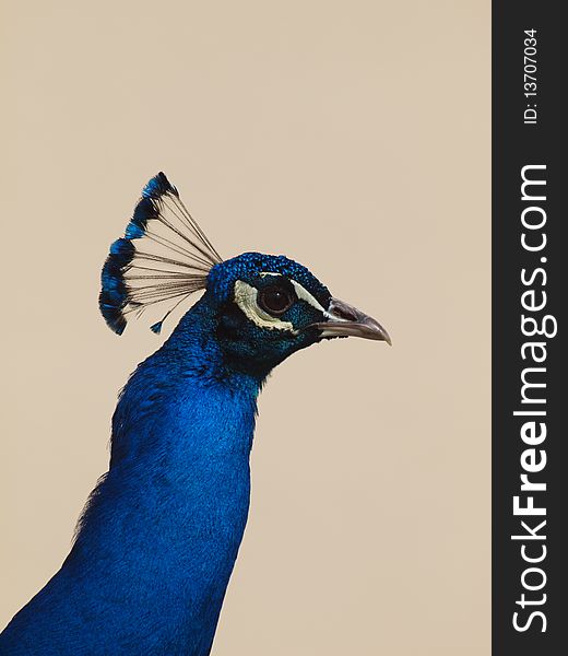 Head male blue indian peafowl. Head male blue indian peafowl