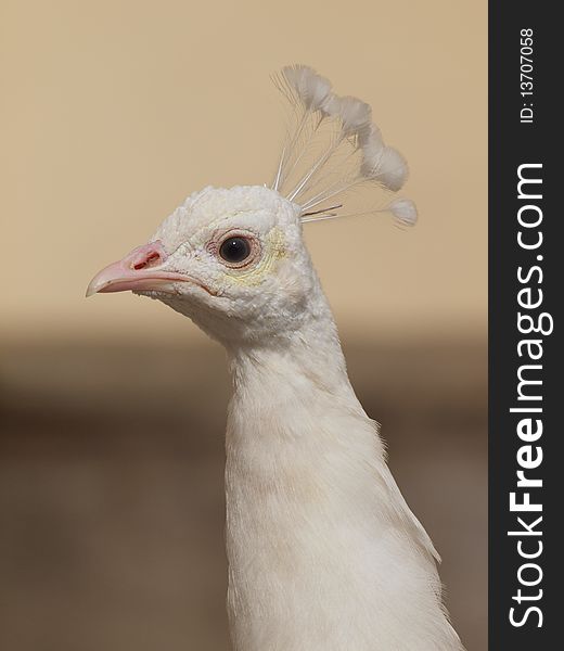 Head albino Indian Peafowl. Head albino Indian Peafowl