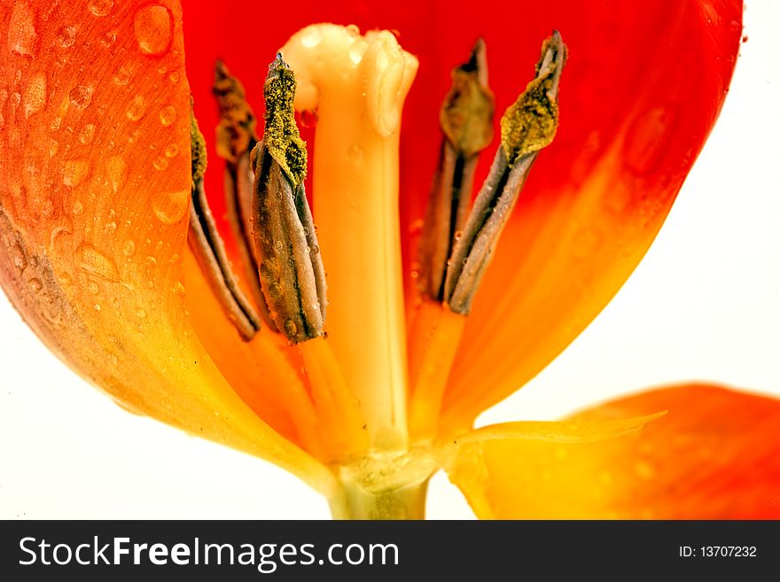 April Tulip