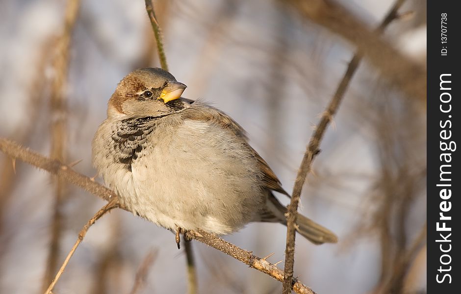 Sparrow on a twig