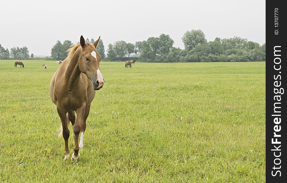 Young horse standing in a grass field. Young horse standing in a grass field