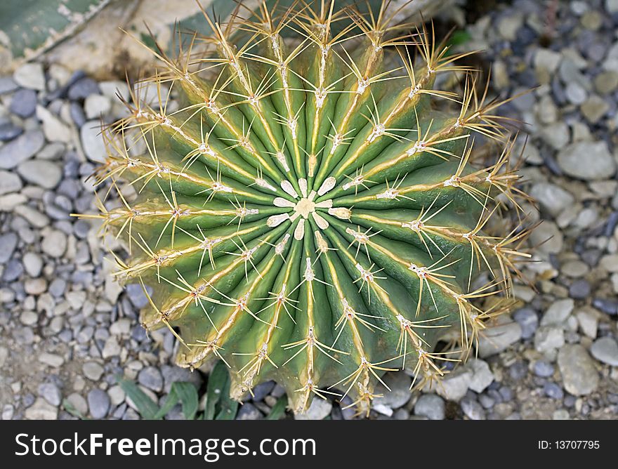 Close up of a green prickly cactus