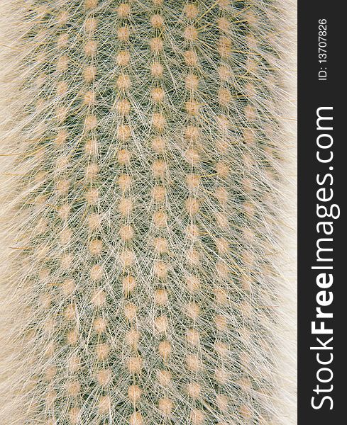 Close up of a green prickly cactus