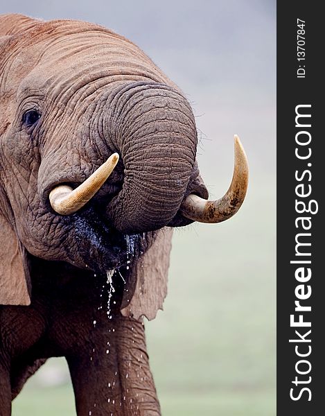 A close up image of an Elephant drinking. A close up image of an Elephant drinking