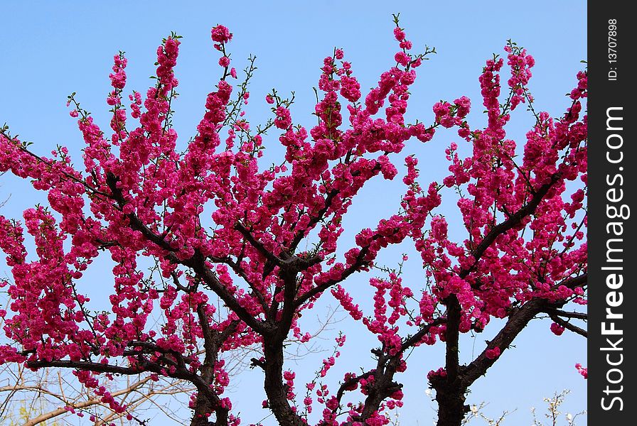 Blooming bush. Spring. Close up.