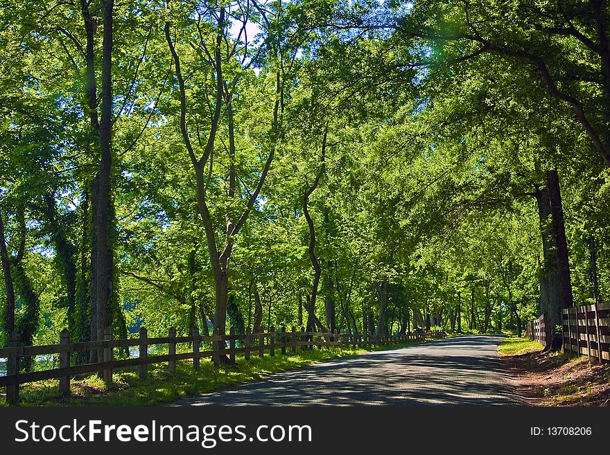 Roadway bordered by wooden fence and trees. Roadway bordered by wooden fence and trees