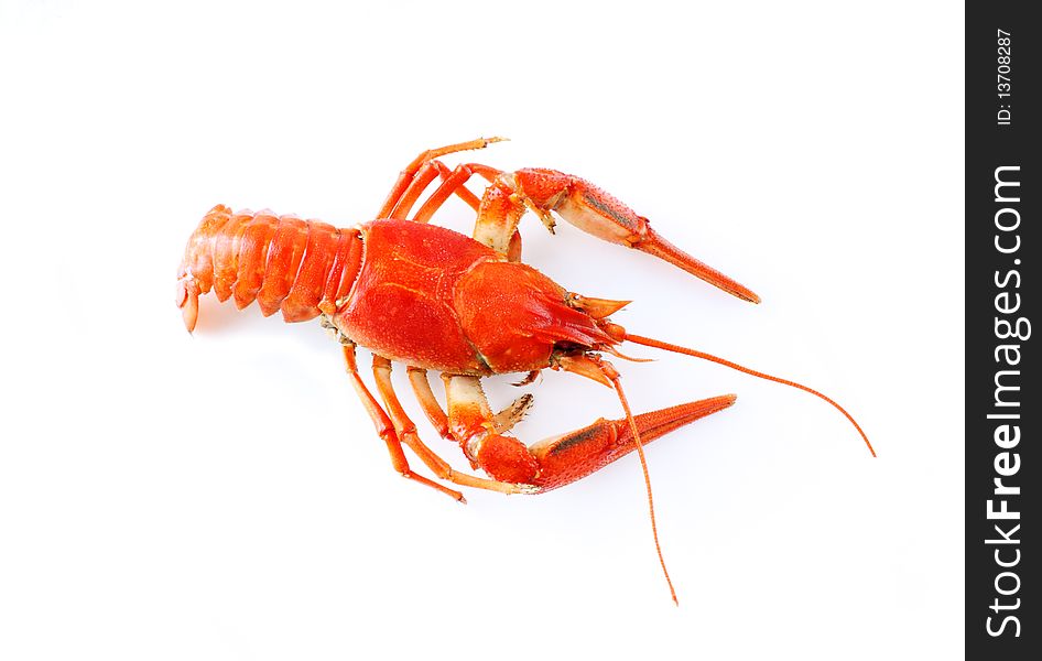 Crayfish isolated on white back. Crayfish isolated on white back