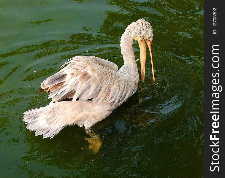 White pelican. Side view. Close up.