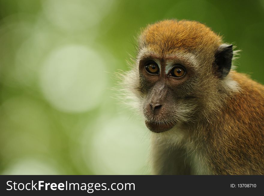 A curious macaque looking in the lens