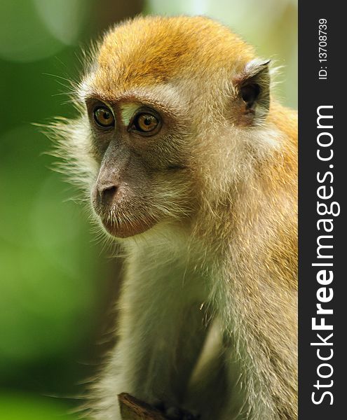 Closeup picture of a macaque monkey