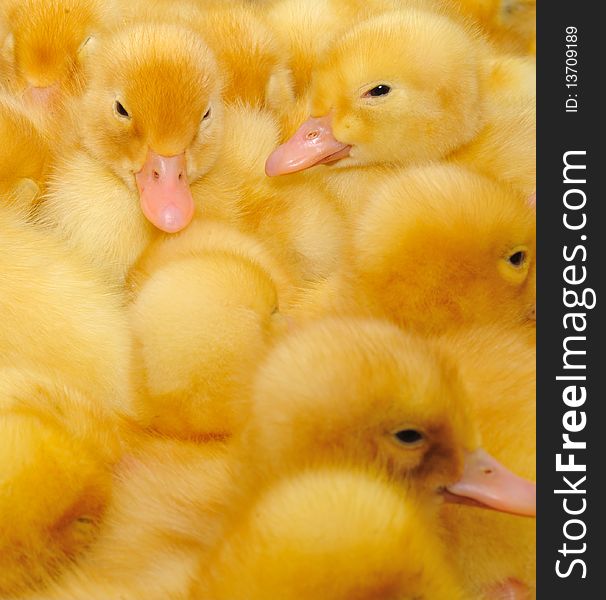 The small yellow duckling who is among other ducklings