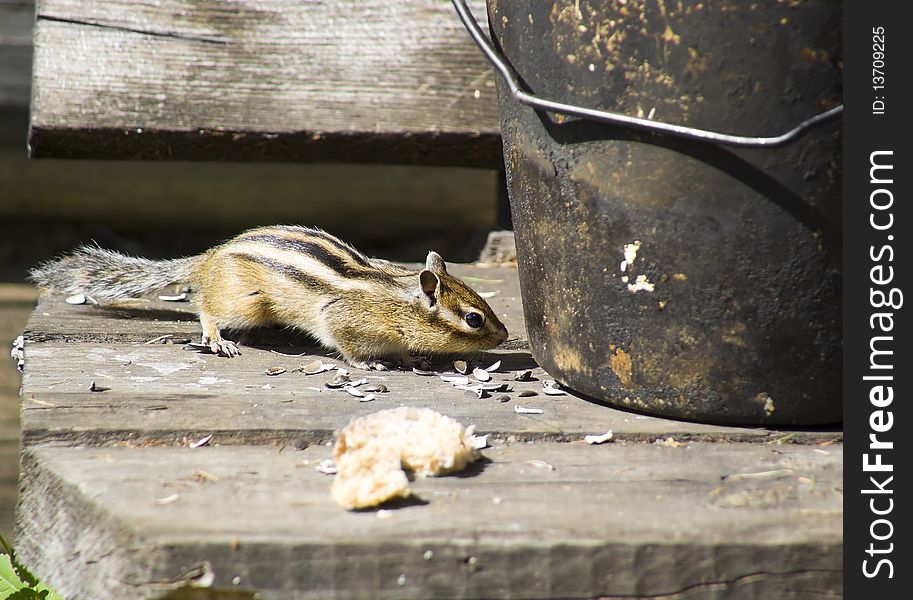 Chipmunk dragging crumbs of bread and sunflower grain