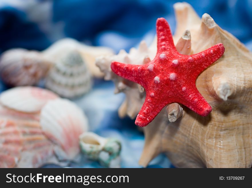 Sea shells and red starfish on a blue background in the studio. Sea shells and red starfish on a blue background in the studio.