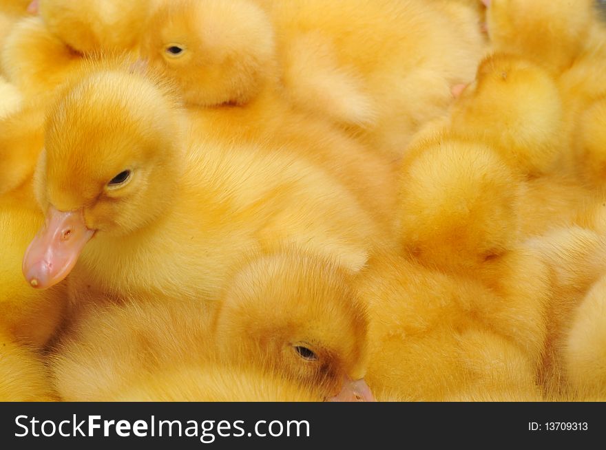 The small yellow duckling who is among other ducklings