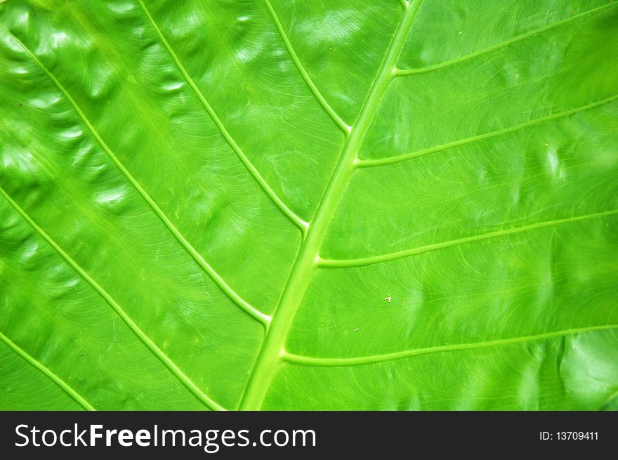 Big green leaf closeup macro organic background texture