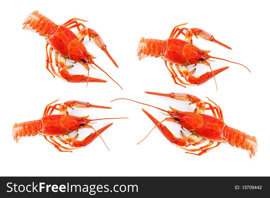 Crayfish on white