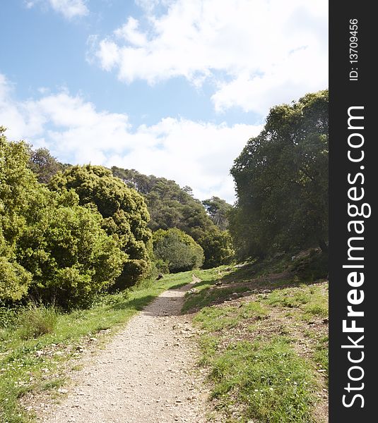 Path in a forest in summer day