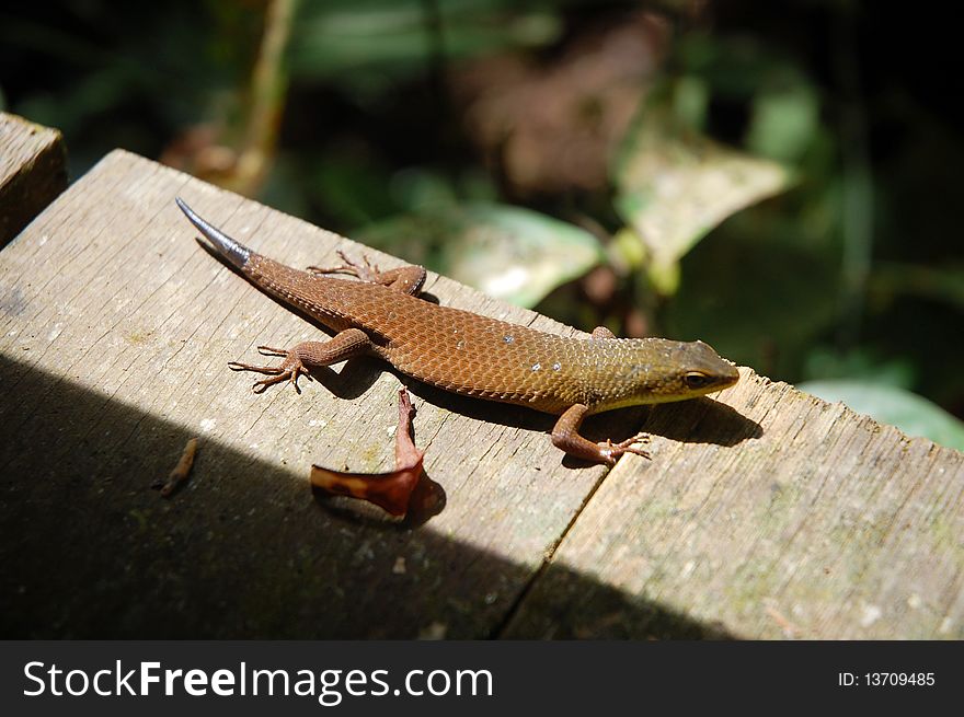 Small lizard found at the forest