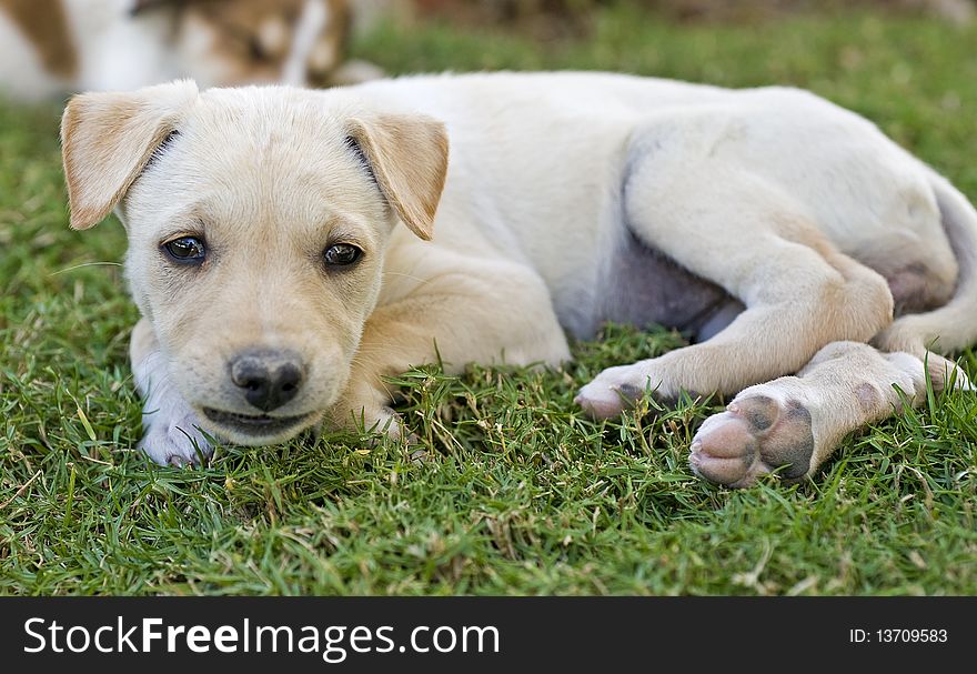 Young puppy staring at the camera whilst lying in the garden. Young puppy staring at the camera whilst lying in the garden