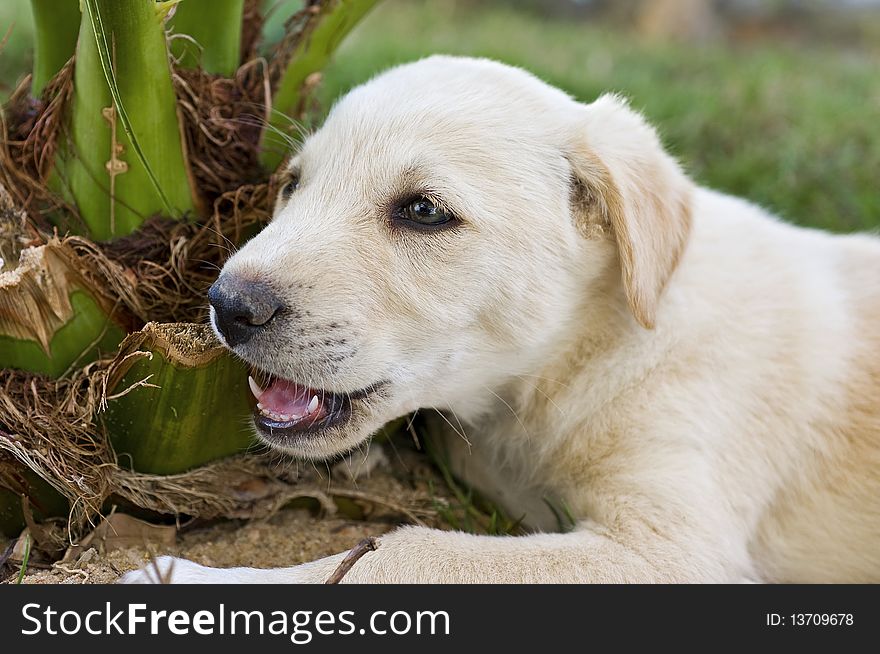 Young puppy playing in the garden chewing a plant. Young puppy playing in the garden chewing a plant