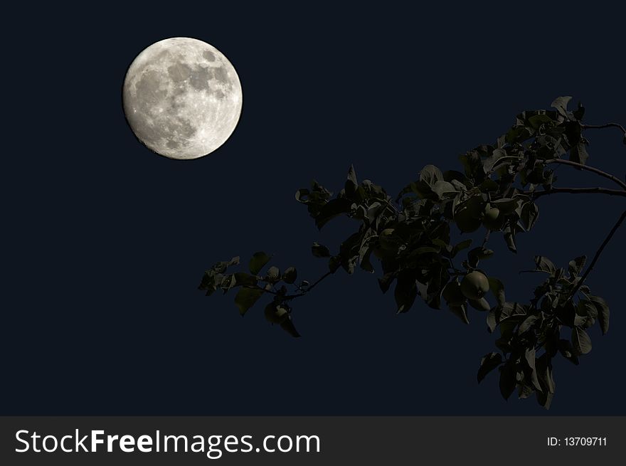 Full Moon on dark blue sky in garden.