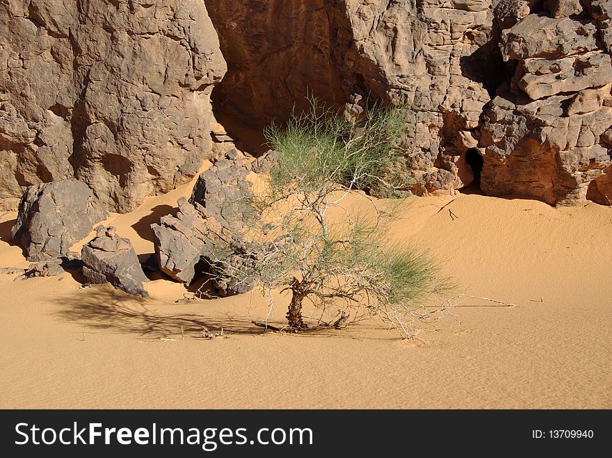 A tree in the desert of Libya, in Africa. A tree in the desert of Libya, in Africa