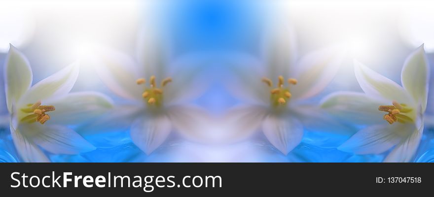 Beautiful spring nature blossom.Beautiful blurred nature background, banner for website with garden concept.Wellness Spa