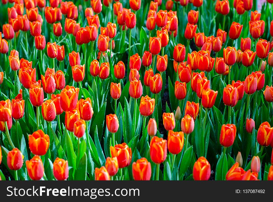 The red yellow tulip fields are densely blooming