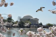 Cherry Blossom Stock Image Cherry Blossom Stock Image