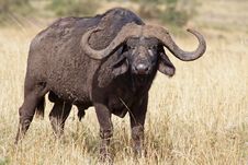 Lone African Buffalo Bull, Kenya Stock Image Lone African Buffalo Bull, Kenya Stock Image