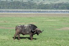 African Buffalo In Front Of Flamingo Lake, Kenya Stock Photo African Buffalo In Front Of Flamingo Lake, Kenya Stock Photo