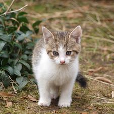 Kitten Royalty Free Stock Images Kitten Royalty Free Stock Images
