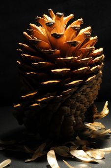 Pine Cone Royalty Free Stock Image Pine Cone Royalty Free Stock Image