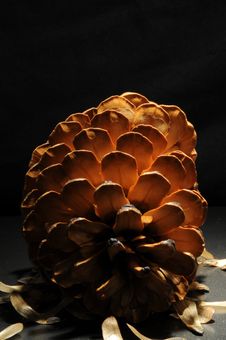 Pine Cone On It S Side Royalty Free Stock Photos Pine Cone On It S Side Royalty Free Stock Photos