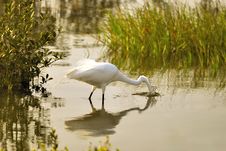 Great Egret With Head Underwater Stock Image
