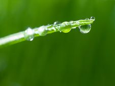 Dew On Grass. Royalty Free Stock Images