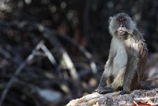 Long Tailed Macaque Stock Photo