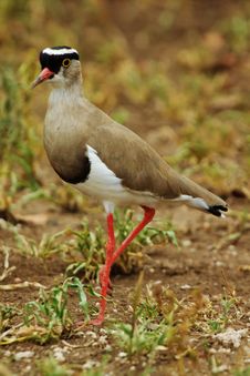 Crowned Plover Stock Images Crowned Plover Stock Images