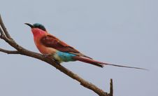 Carmine Bee-eater Royalty Free Stock Image Carmine Bee-eater Royalty Free Stock Image