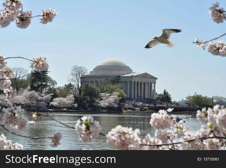 Jefferson Memorial during the Cherry Blossom