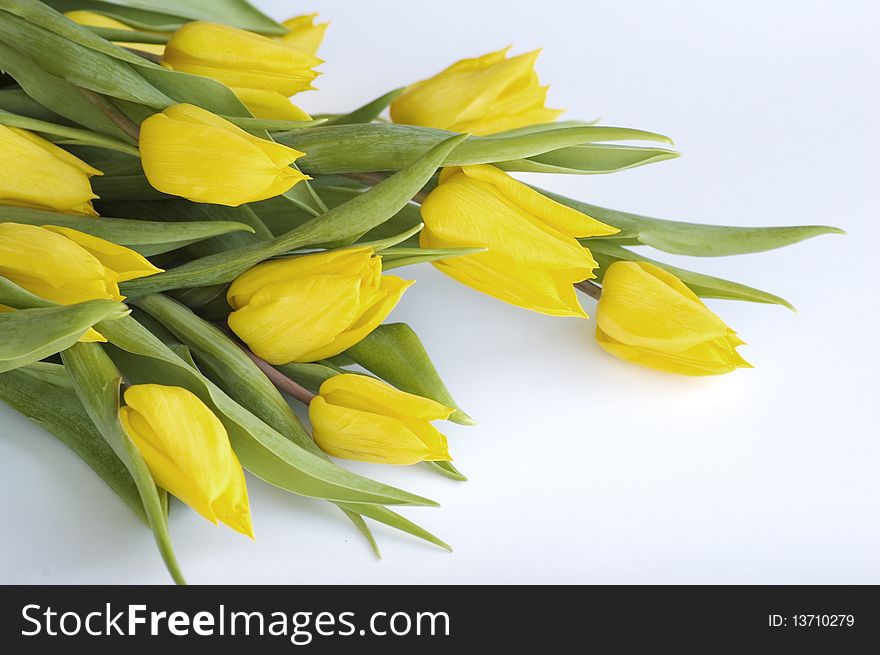 Bouquet of yellow tulips isolated on white background. Bouquet of yellow tulips isolated on white background