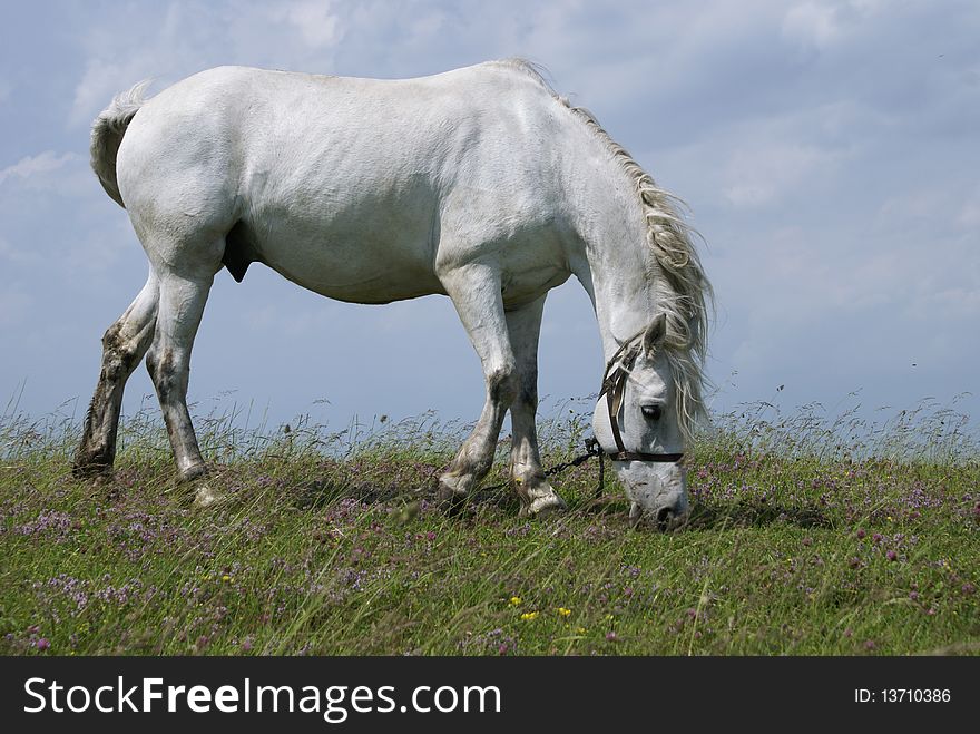 Beautiful white horse against blue sky with white clouds