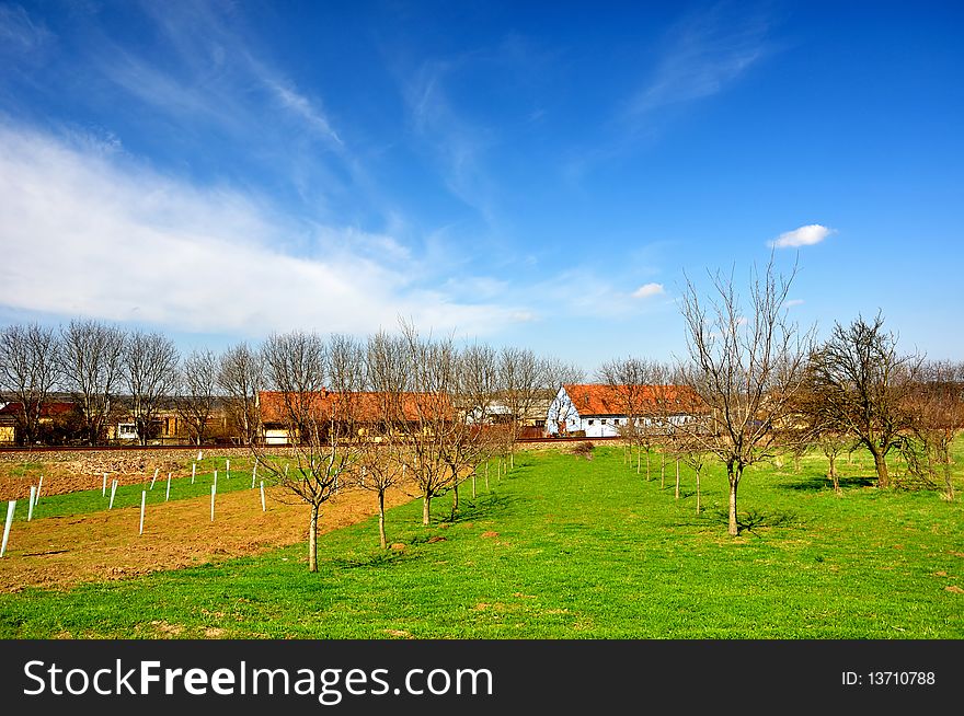 Countryside in spring, with blue sky, not tame field and young trees