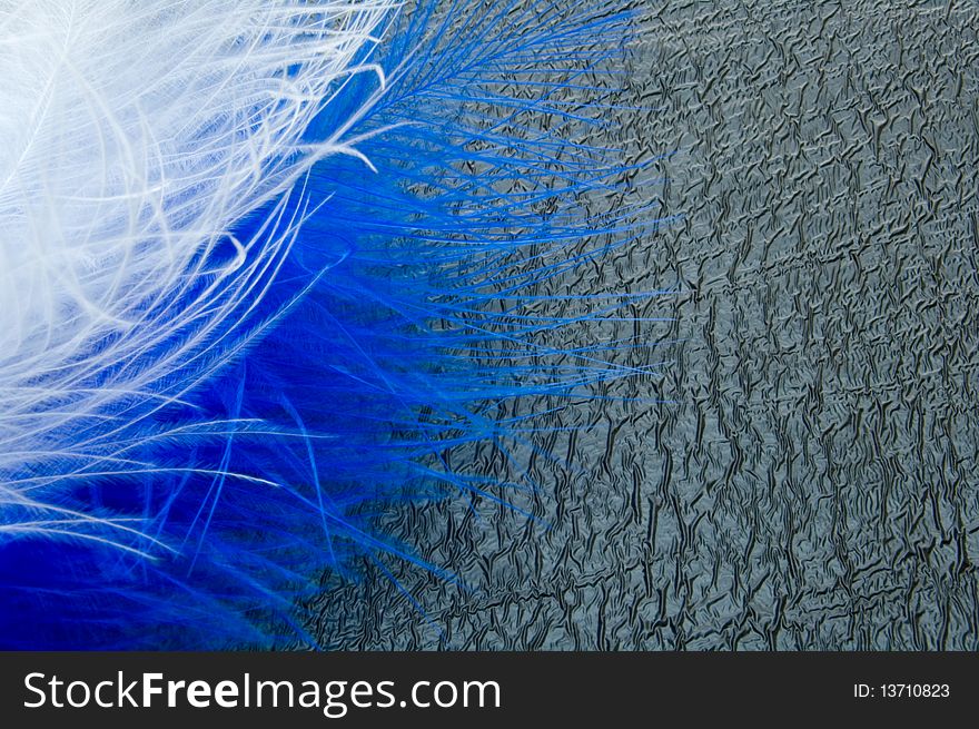 Blue and white feathers on the abstract black background